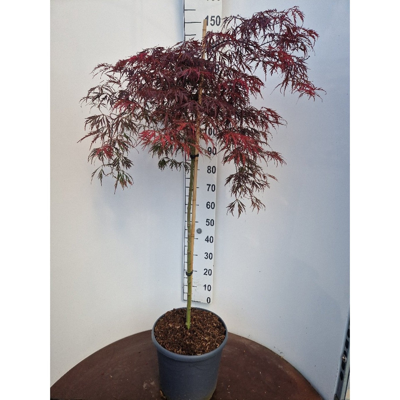 Japansk lönn – Acer pal. 'Crimson Princess' - 90 CM Stem C20